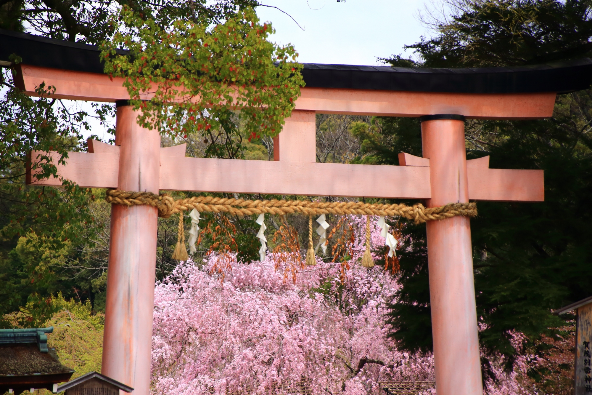 赤い鳥居越しに眺めるピンクの斎王桜