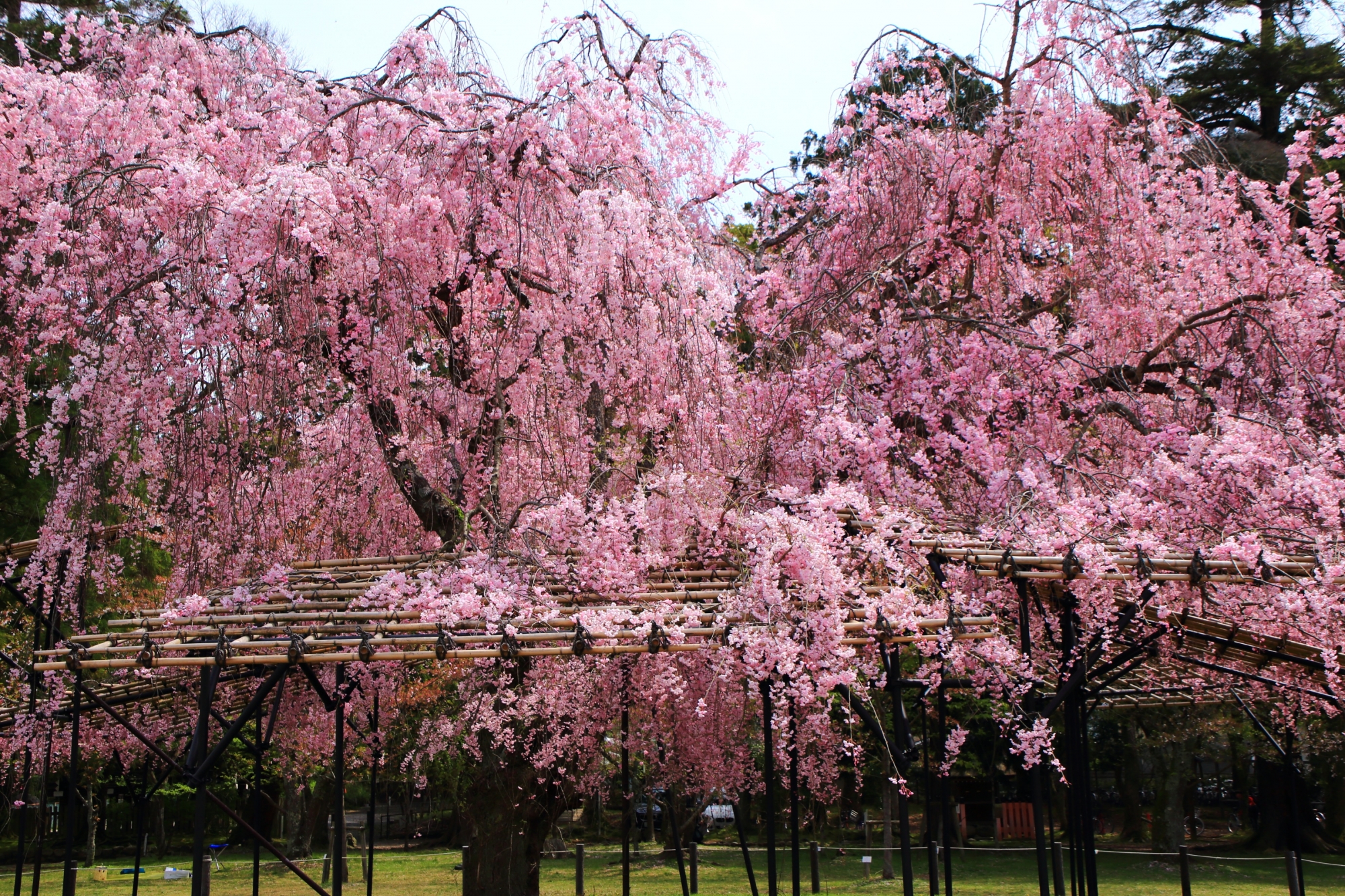 上賀茂神社の素晴らしい多種多様な桜と春の彩り