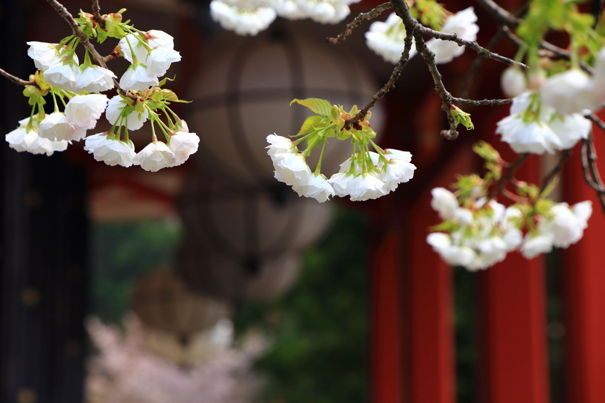 金堂を背景にした華やかな八重桜