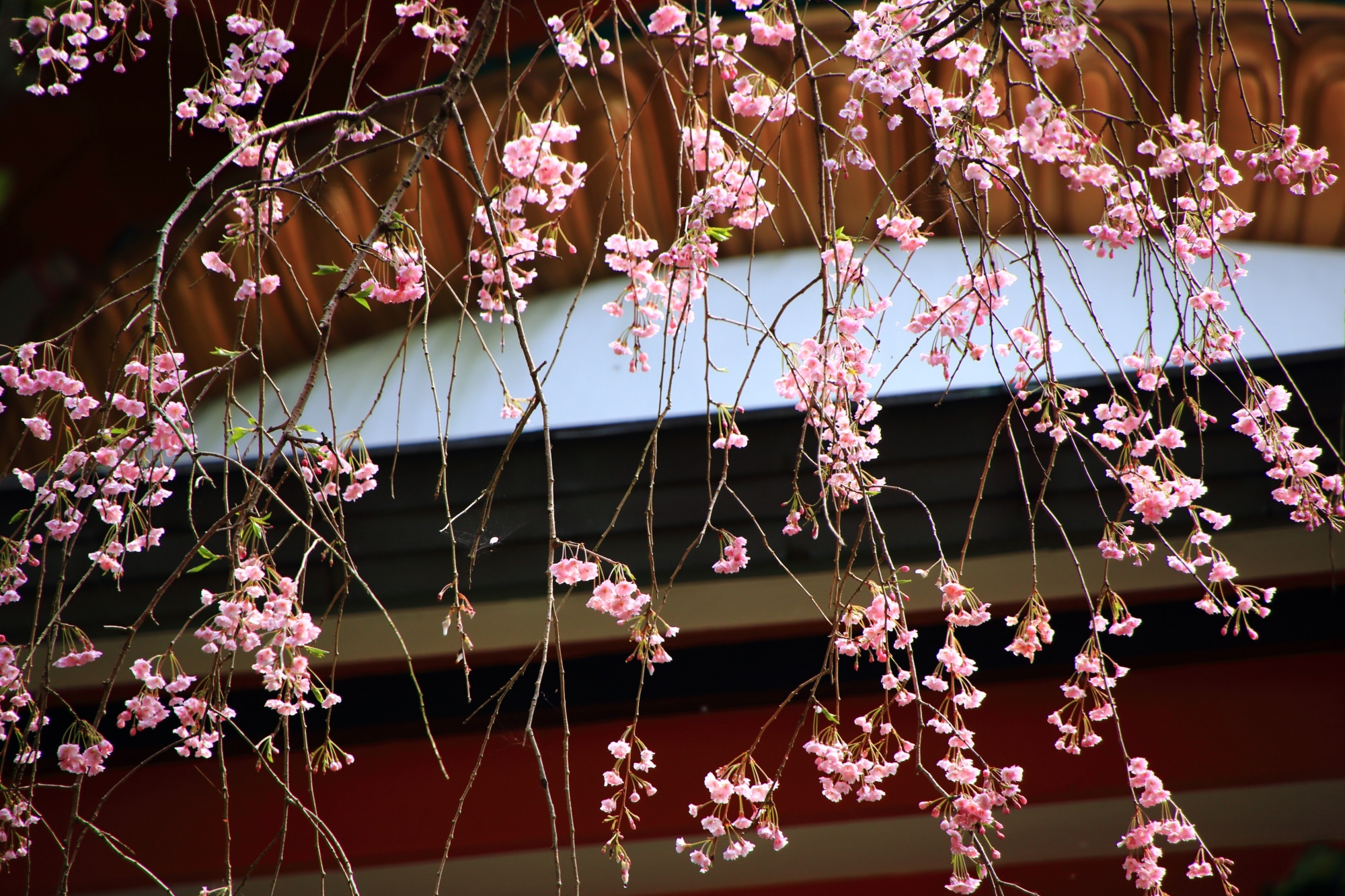 しなやかになびく可憐な桜の花