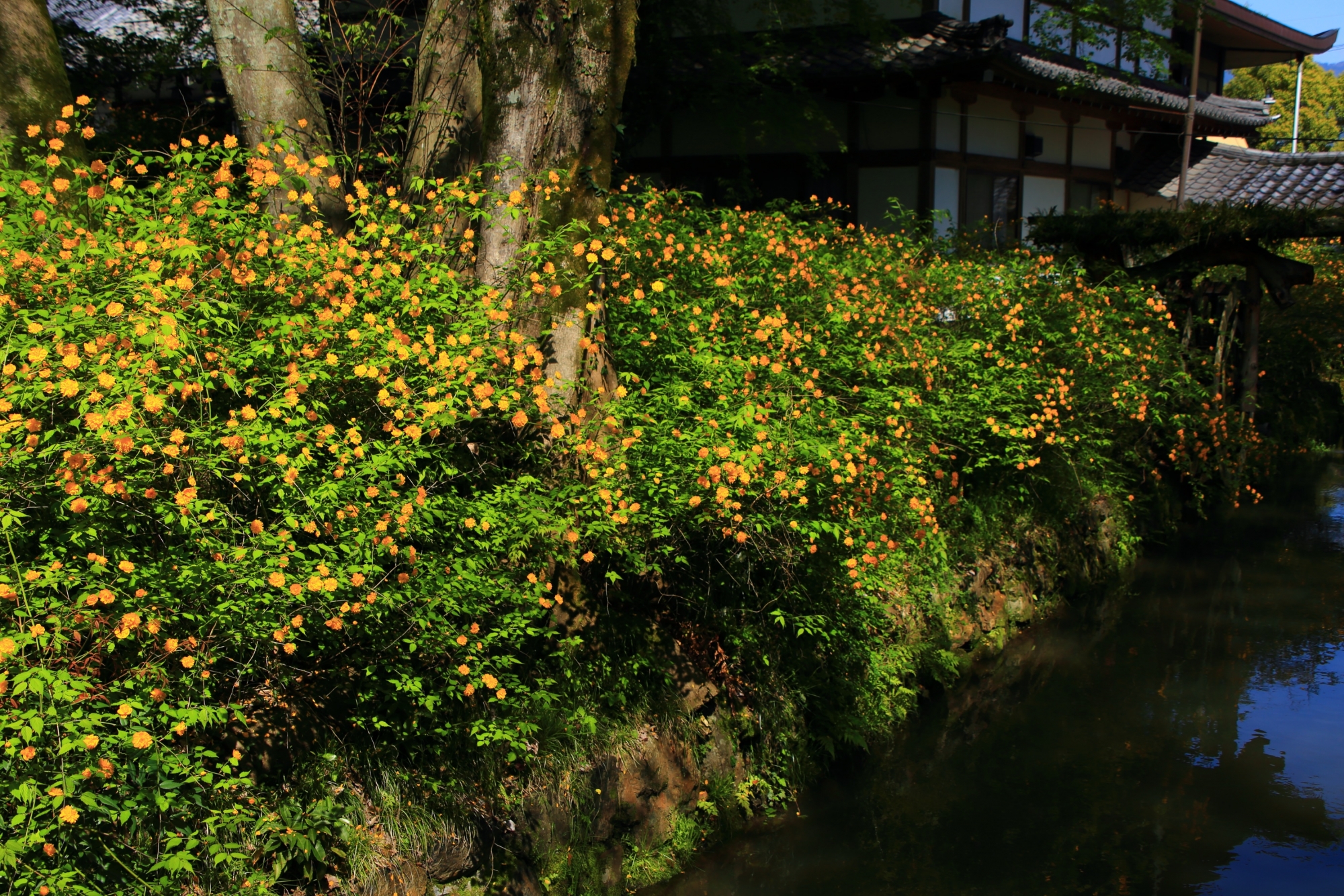 松尾大社の水辺を鮮やかに彩る黄色い山吹の花