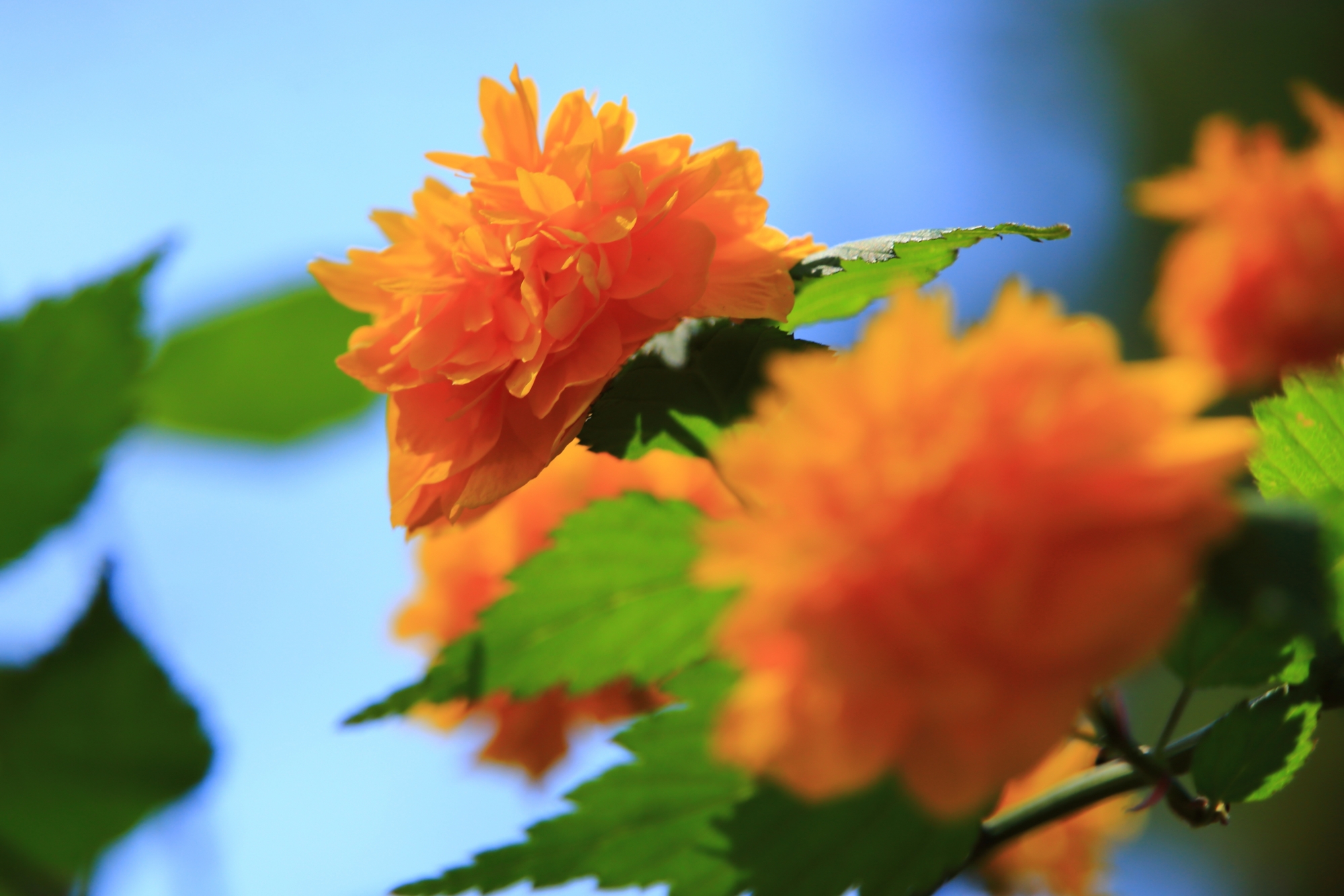 青空に映える煌く山吹のオレンジ色の花