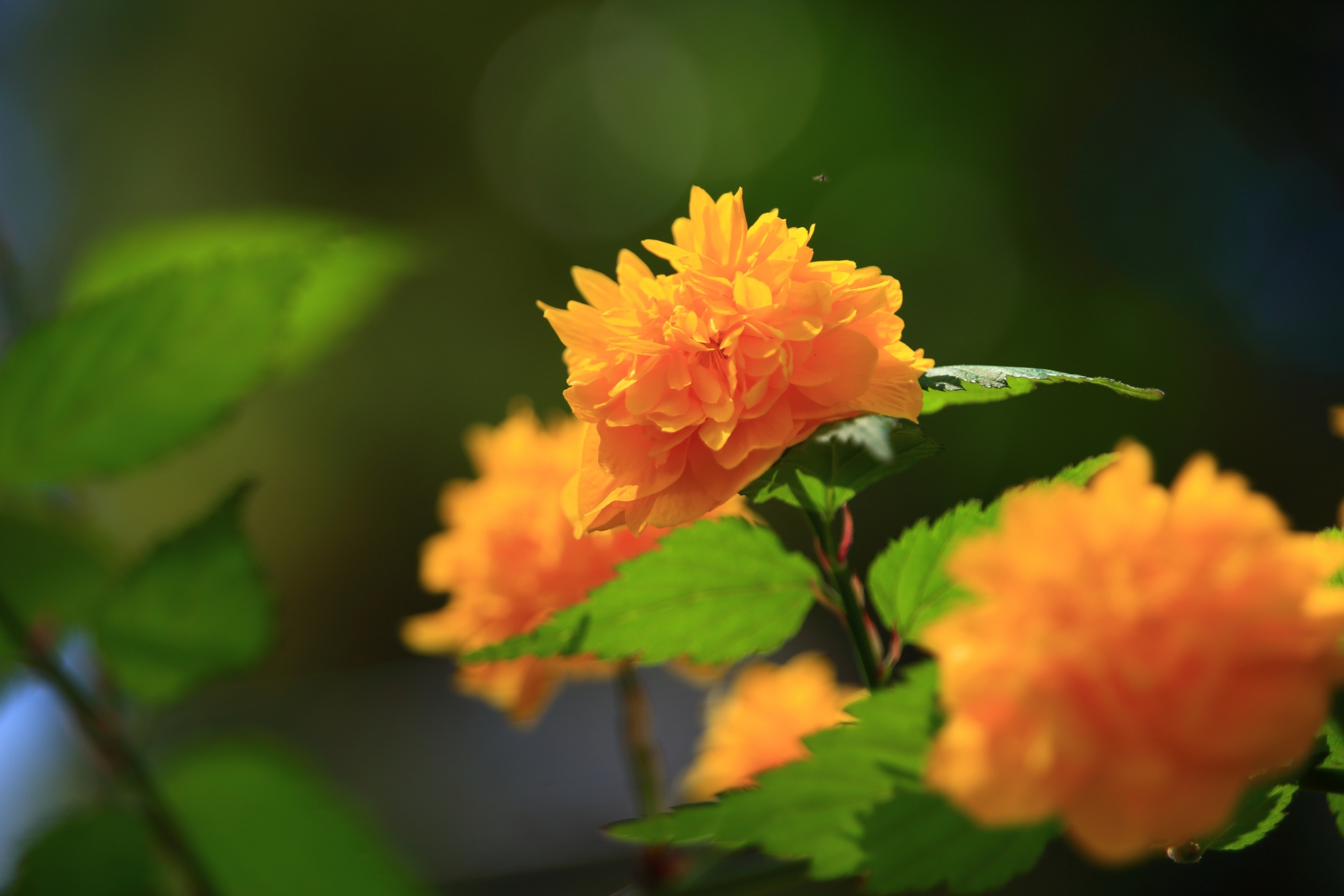 松尾大社の輝くような黄色やオレンジ色の山吹の花