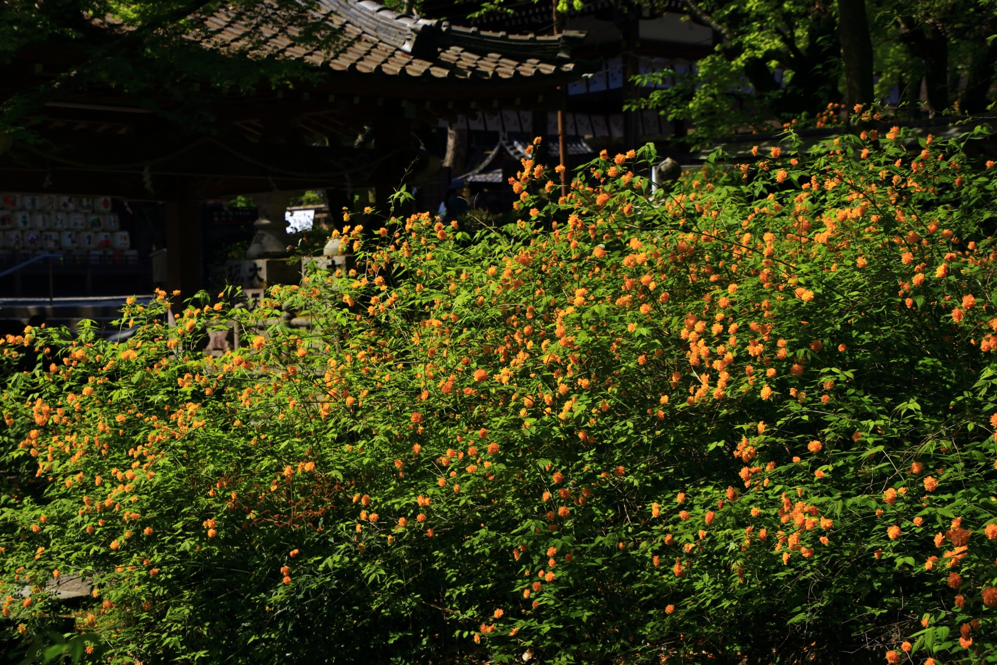 太陽を浴びて輝くオレンジ色のヤマブキの花