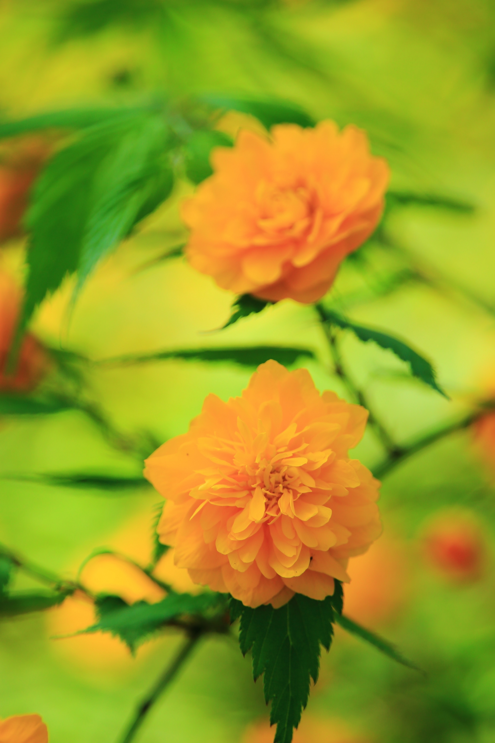 松尾大社の仄かな優しい色合いの満開の山吹の花