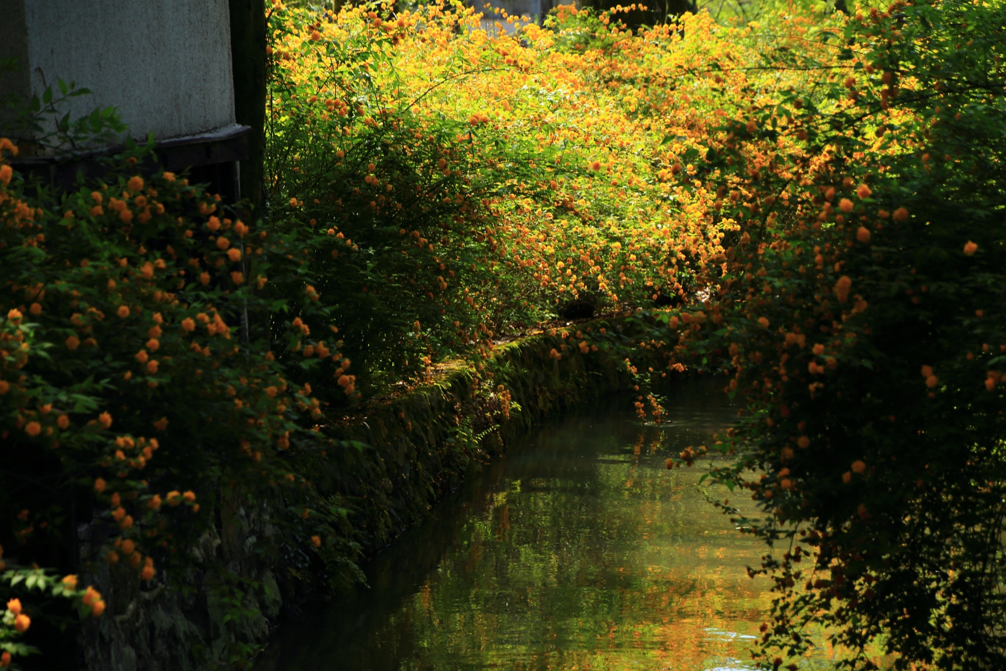 一ノ井川の山吹と黄色い水鏡