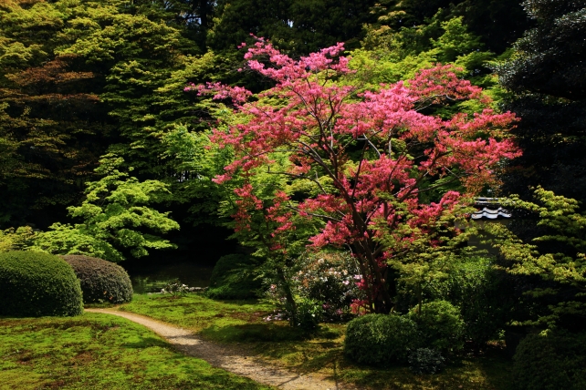 随心院の本堂前庭園と美しい紅花常盤万作（ベニバナトキワマンサク）