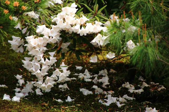 山科隨心院に咲く見ごろの石楠花（シャクナゲ）の花