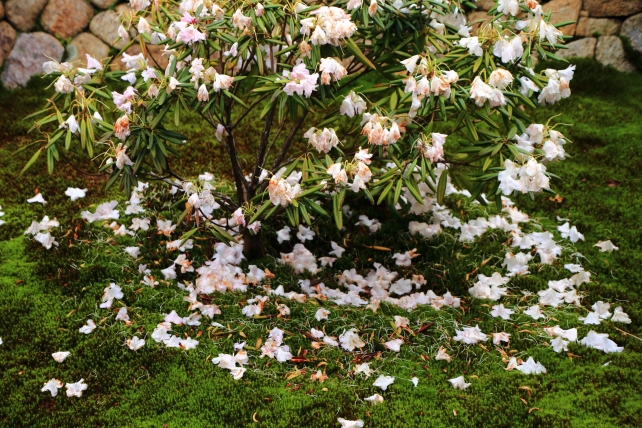 山科随心院に咲く美しいシャクナゲの花