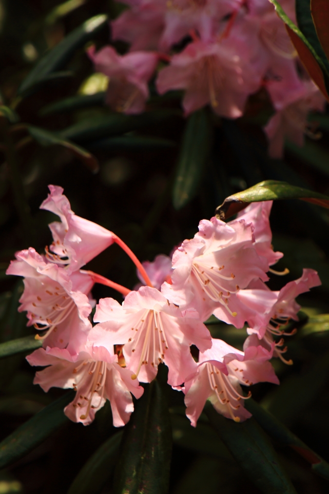 随心院に咲く見頃の綺麗なシャクナゲの花