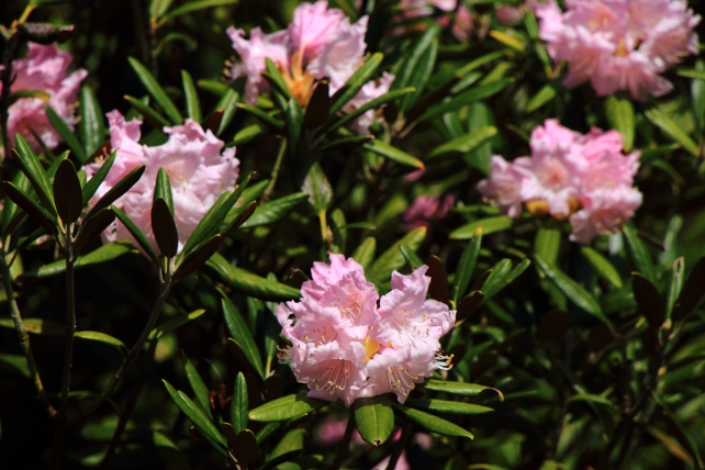 小野小町ゆかりの山科随心院に咲く見頃の華やかな石楠花（シャクナゲ）の花