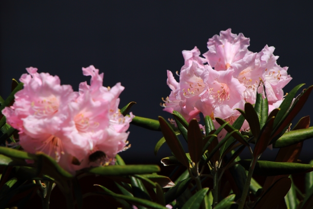 山科随心院に咲く見頃の石楠花（しゃくなげ）の花 4月22日