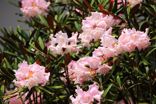 小野小町ゆかりの京都山科随心院に咲く見頃の石楠花（しゃくなげ）の花