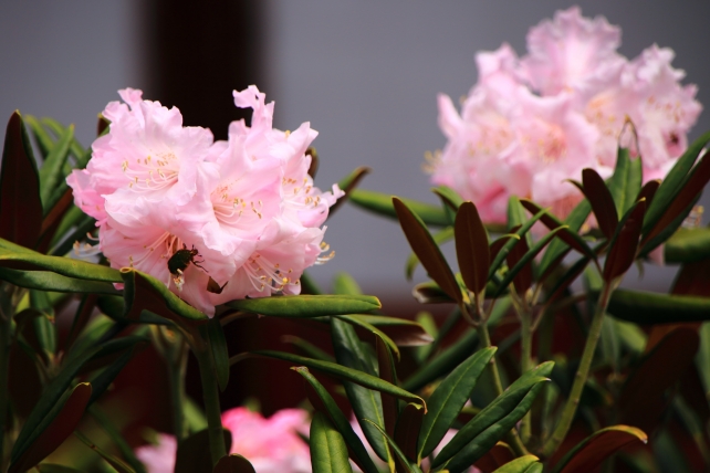 随心院に咲く見頃の鮮やかな石楠花（シャクナゲ）の花
