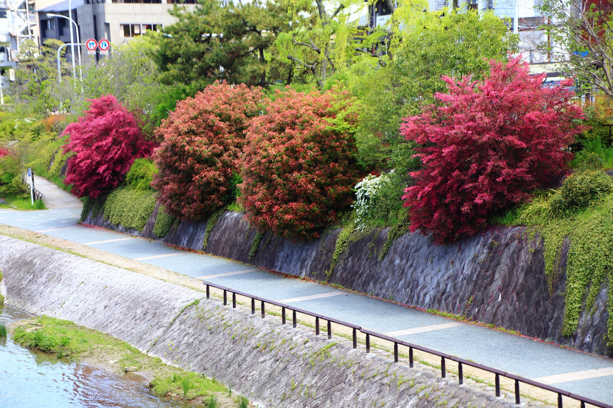 四条大橋から眺めた紅花常磐万作（ベニバナトキワマンサク）と春の鴨川の彩り