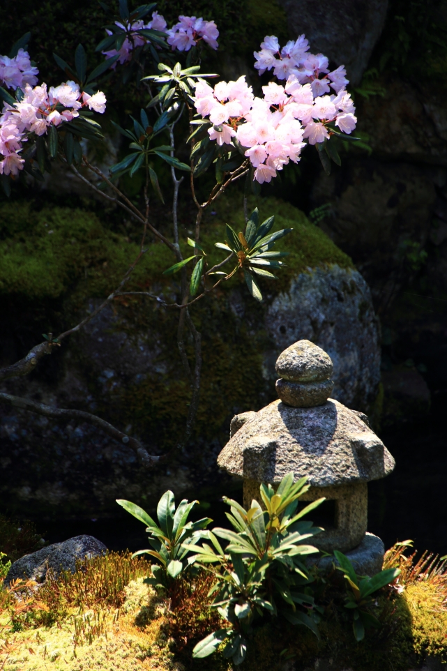 京都大原実光院の旧普賢院庭園に咲く石楠花（シャクナゲ）