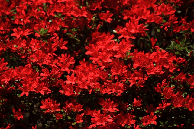 実光院の旧理覚院庭園に咲く霧島躑躅（キリシマツツジ）と石楠花