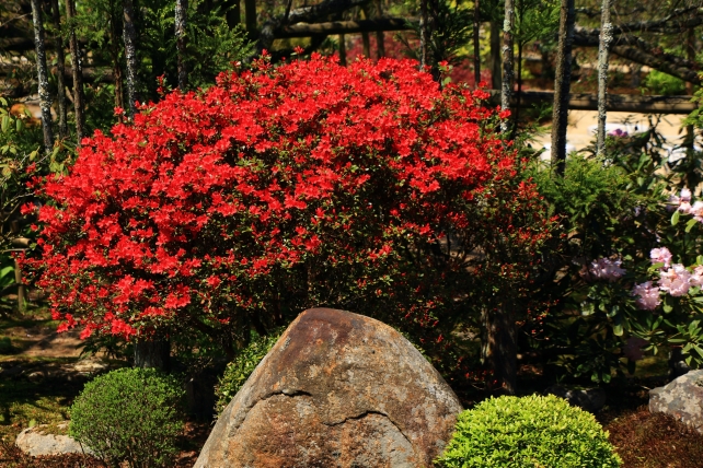 実光院の旧理覚院庭園に咲く霧島躑躅（キリシマツツジ）と石楠花