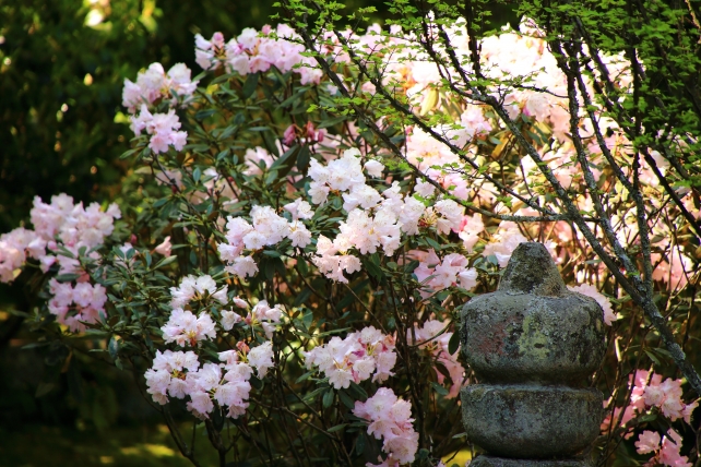 実光院の旧理覚院庭園に咲く石楠花（シャクナゲ）