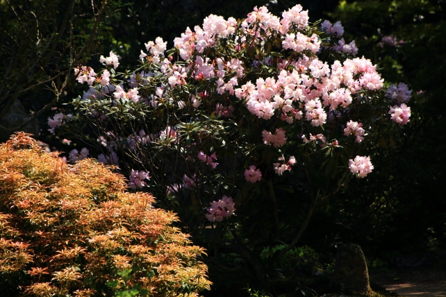 実光院の旧理覚院庭園に咲く石楠花（シャクナゲ） 4月