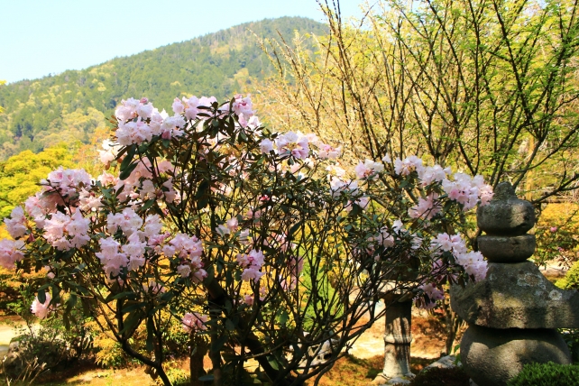 京都実光院の旧理覚院庭園に咲く石楠花（シャクナゲ）