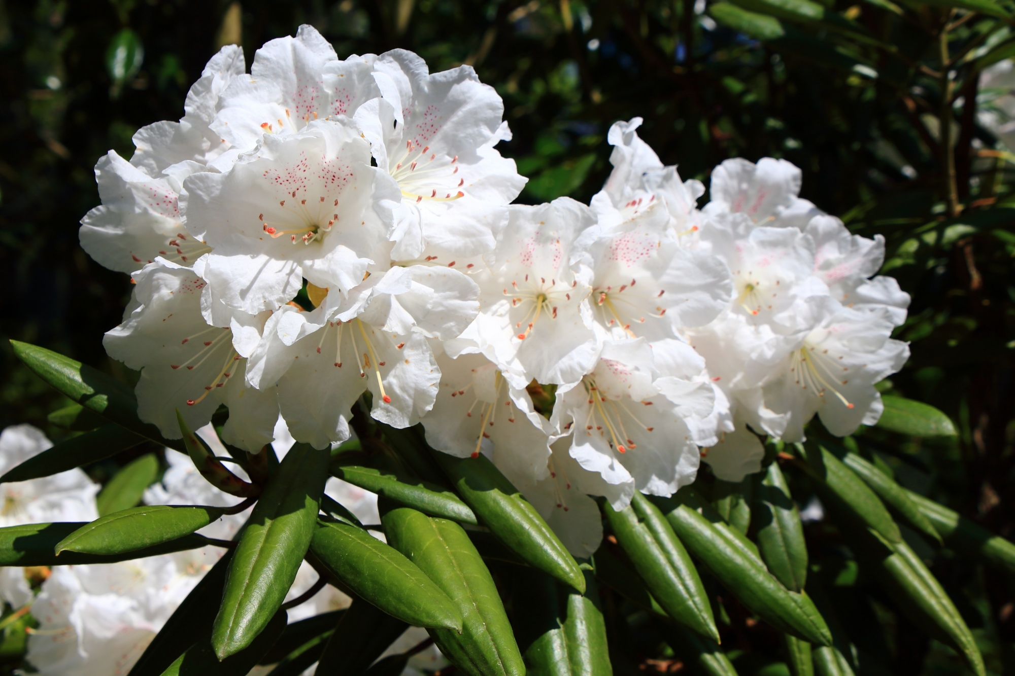 三千院の元気いっぱいの純白の石楠花の花