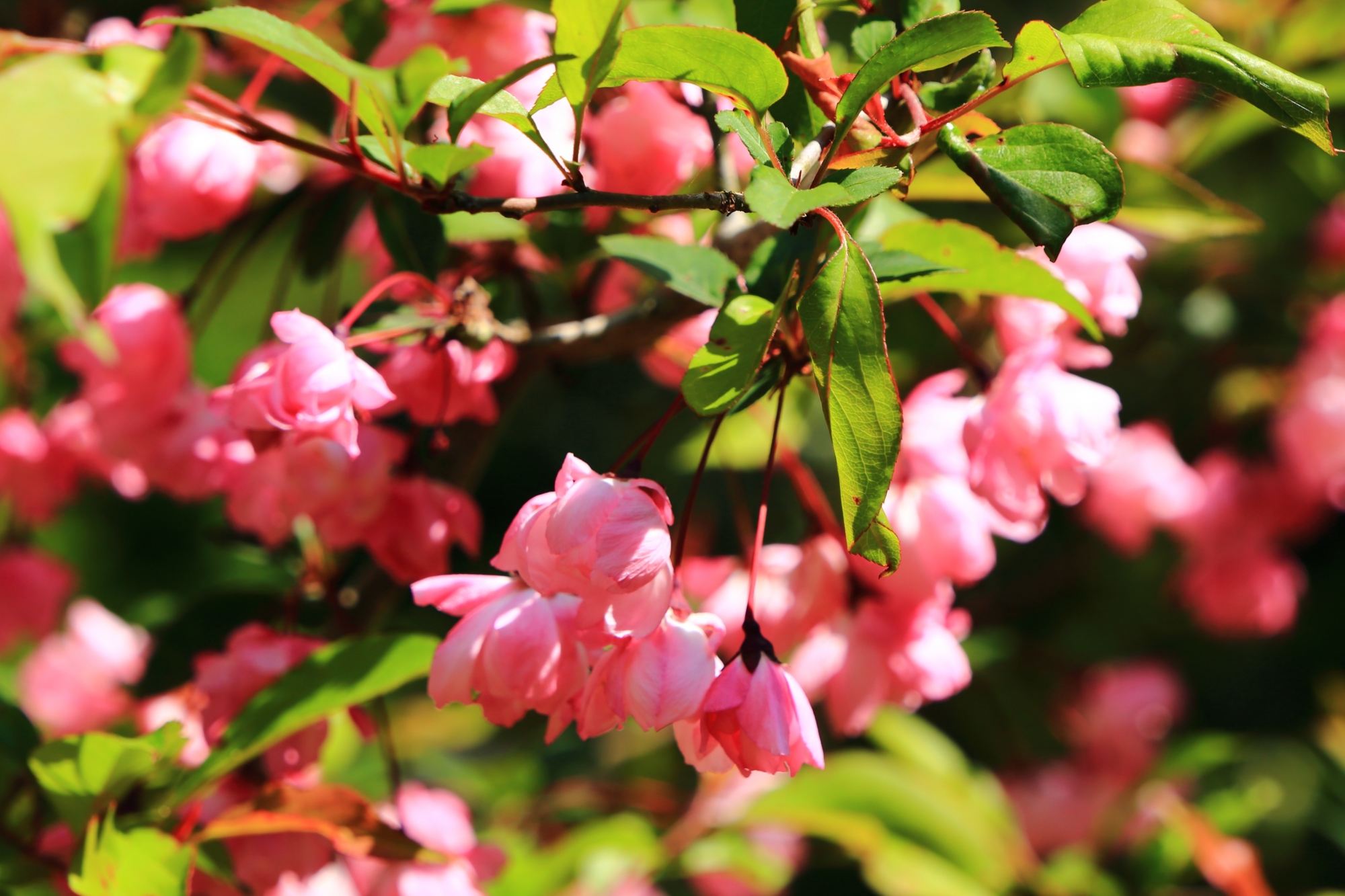 可憐なピンクの花をたくさんつける花海棠（ハナカイドウ）