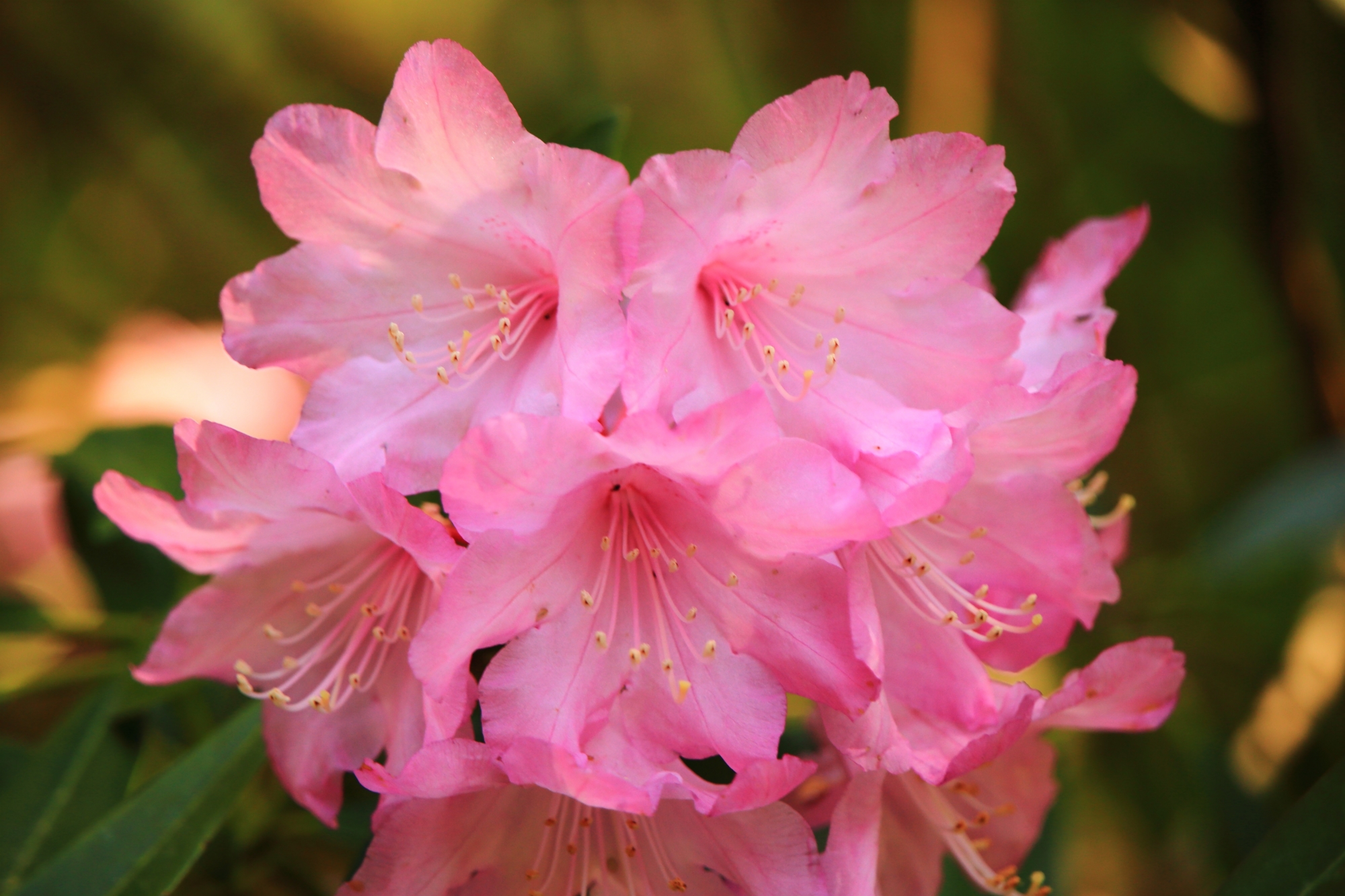 三千院の甘いほのかな色合いのピンクの石楠花の花