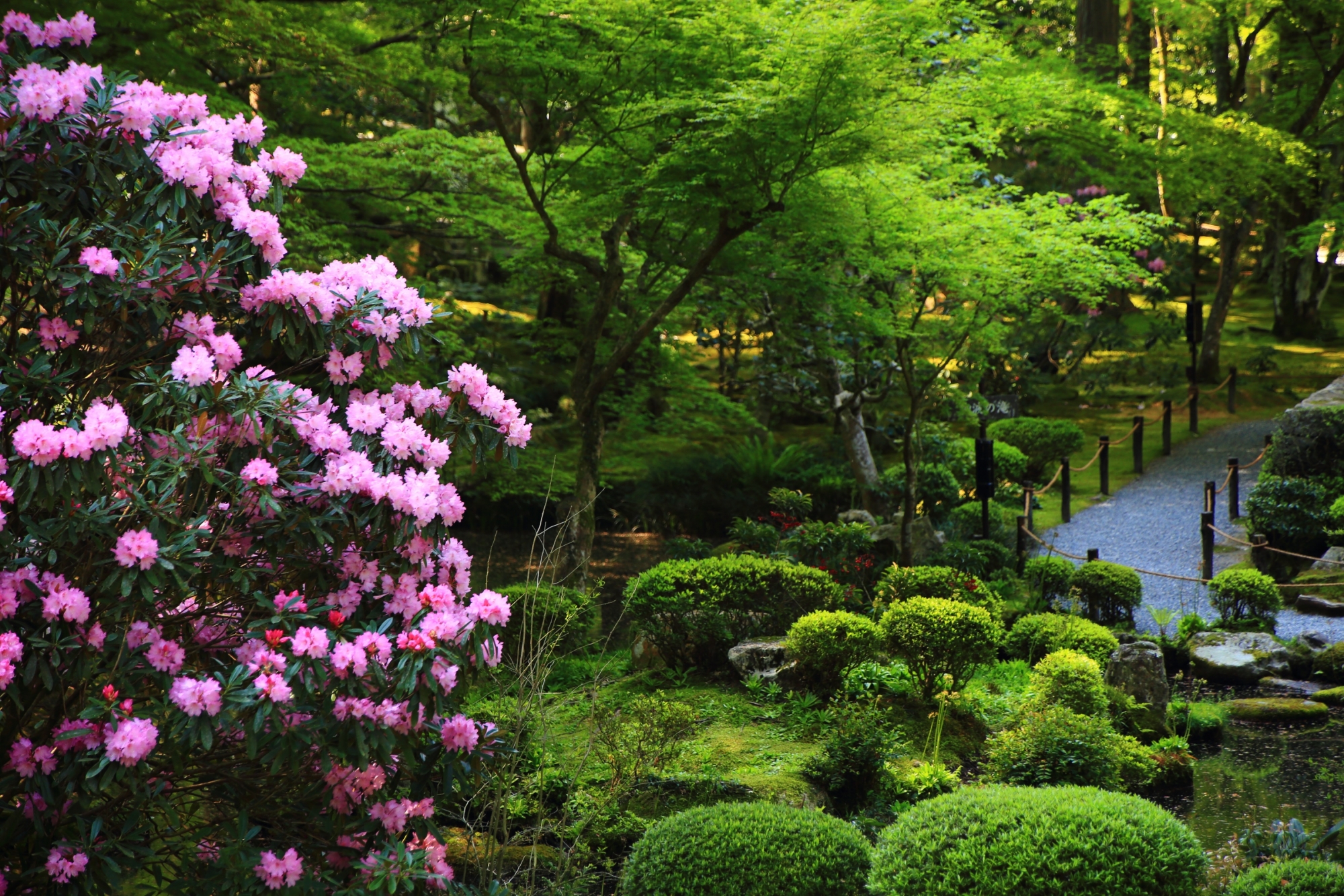 鮮やかな緑に映える華やかな石楠花のピンク