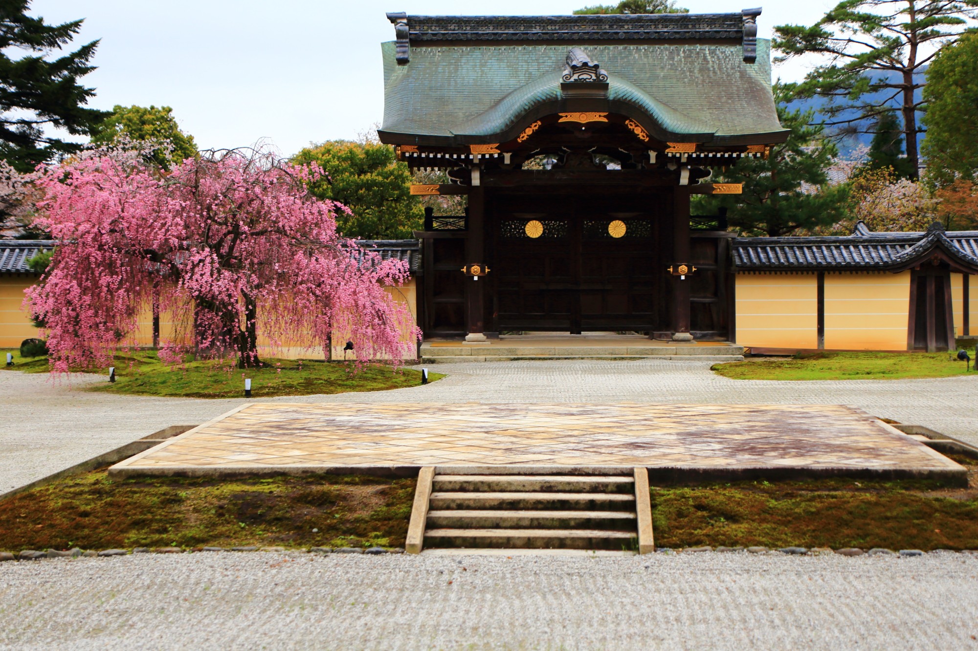 雨に輝く格式あるしだれ桜と散り桜　春の大覚寺