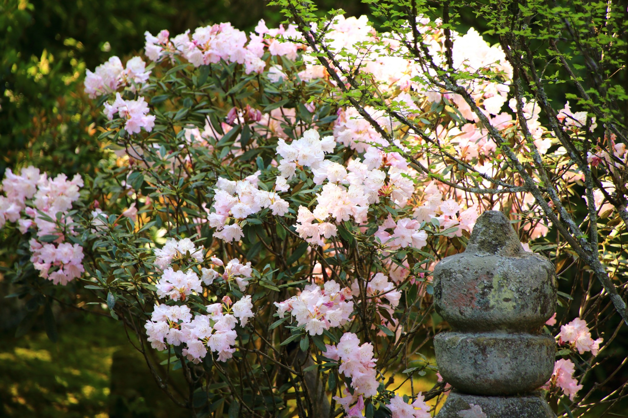 実光院 石楠花（しゃくなげ）と京都大原の春の花々