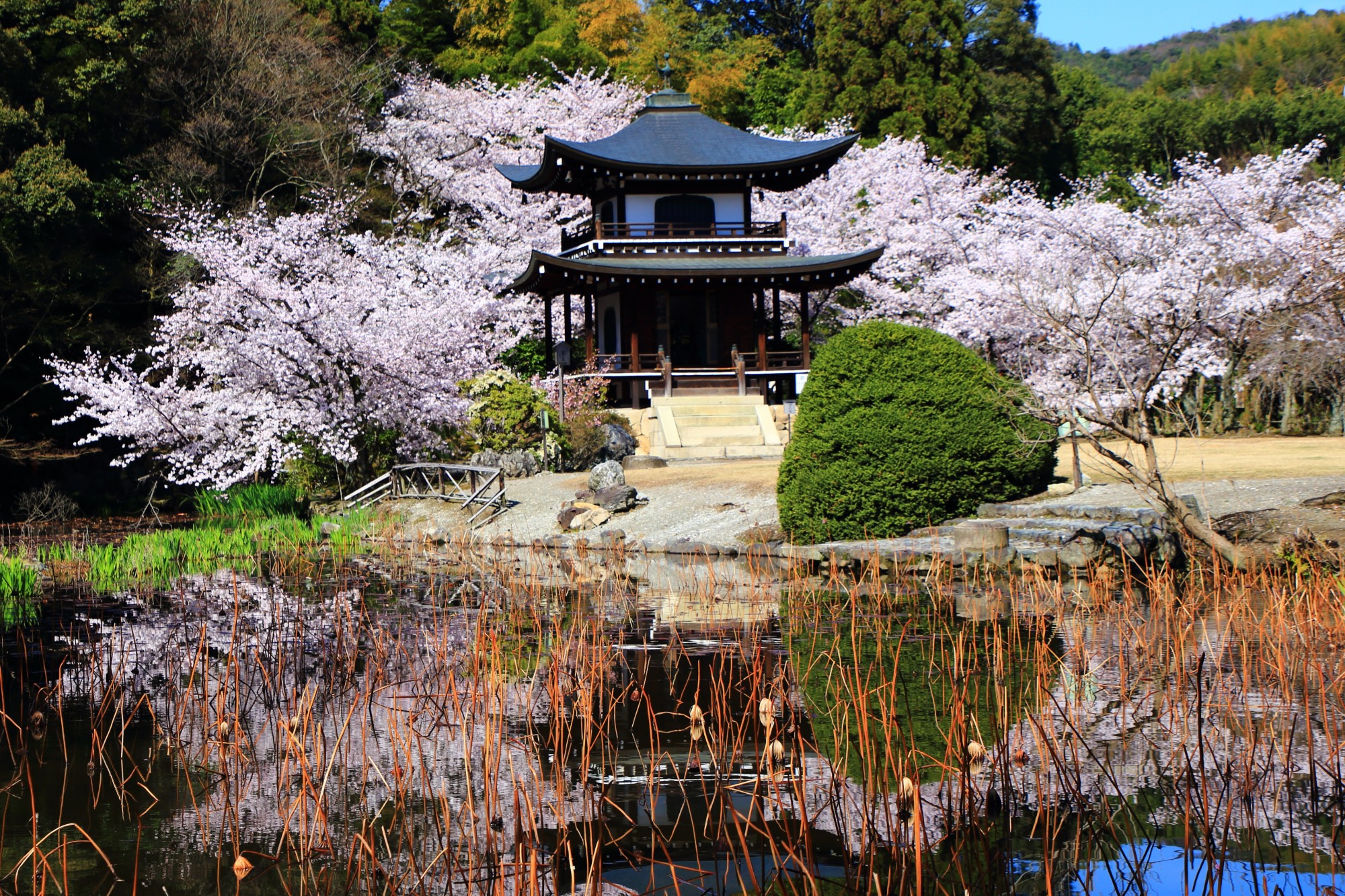 勧修寺 桜　水辺と青空を春色に彩る桜の隠れた名所