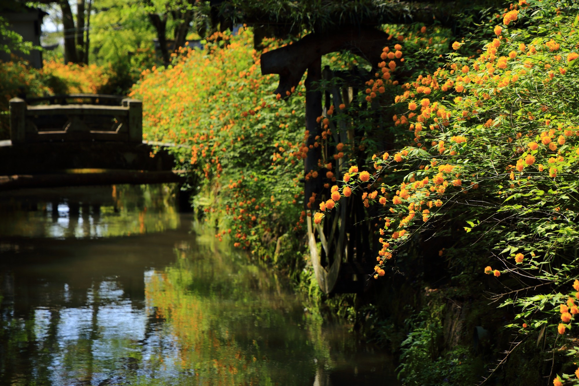 松尾大社 山吹（やまぶき）　春の水辺の鮮やかな彩り