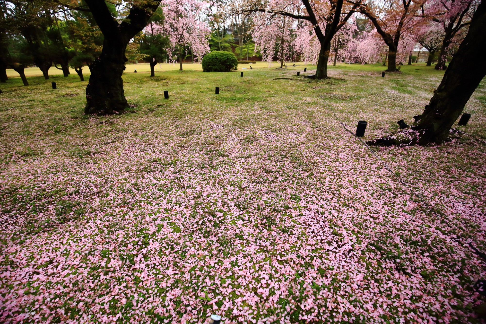 圧巻の散り桜に絶品の里桜としだれ桜　春の二条城