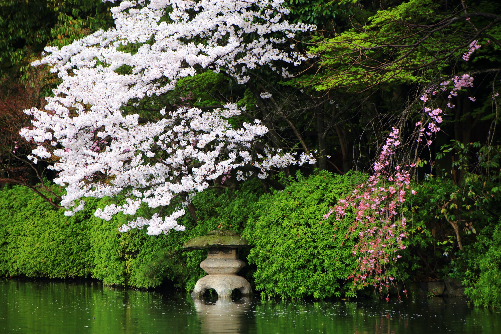 龍が見守る水辺の華やかな桜　雨の神泉苑の春の彩り