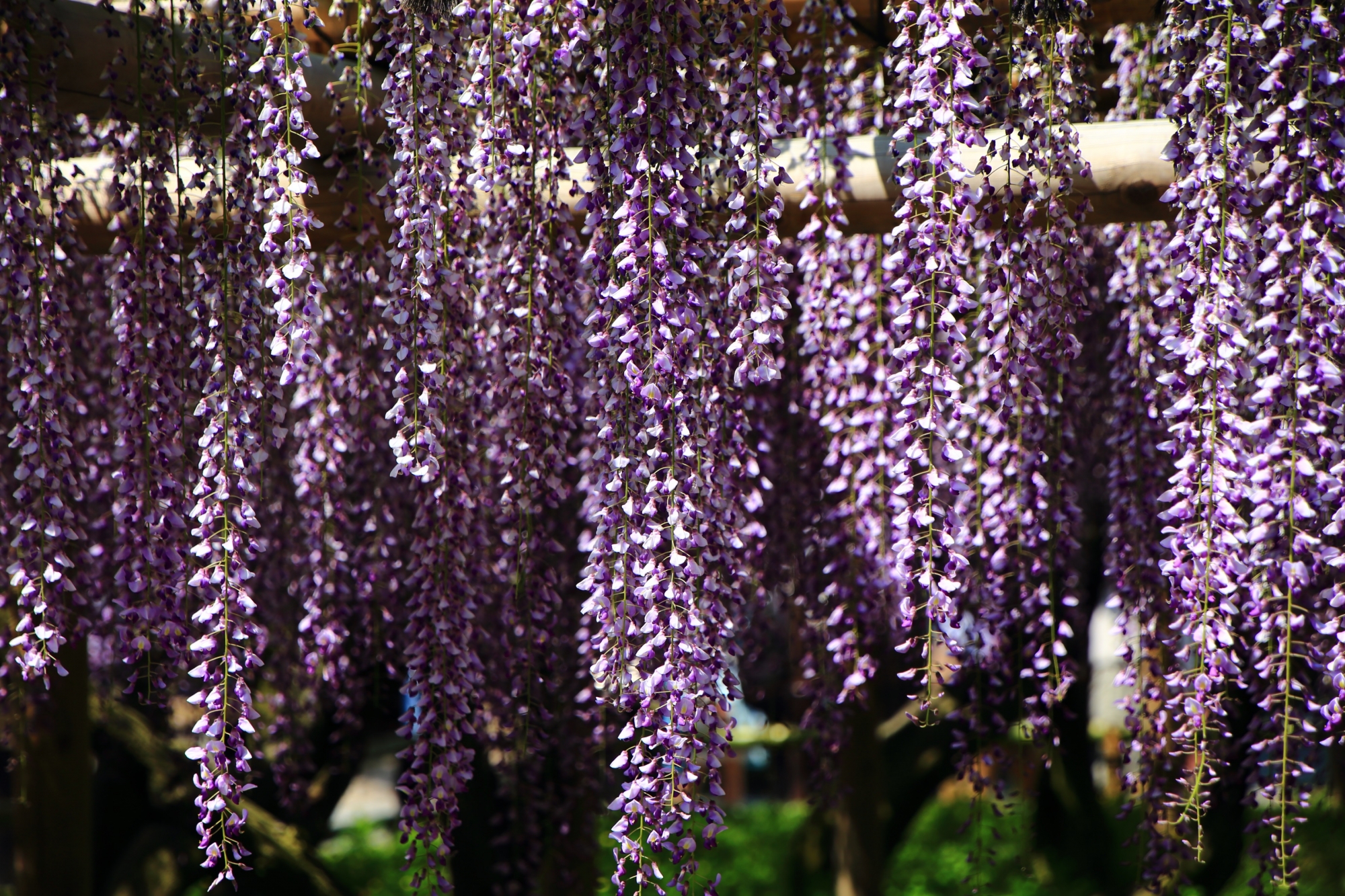日が当たり輝く紫の藤の花