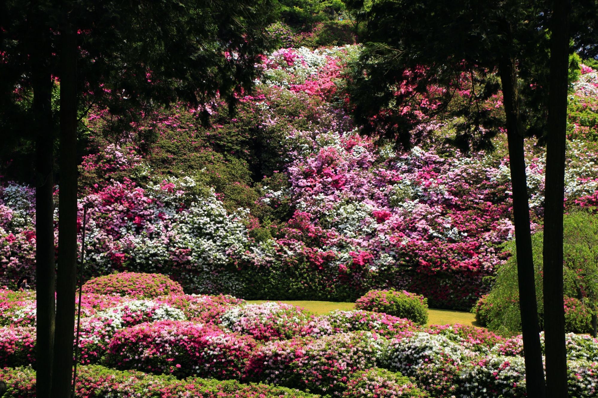 三室戸寺の溢れんばかりに咲き誇る色とりどりの輝くツツジ