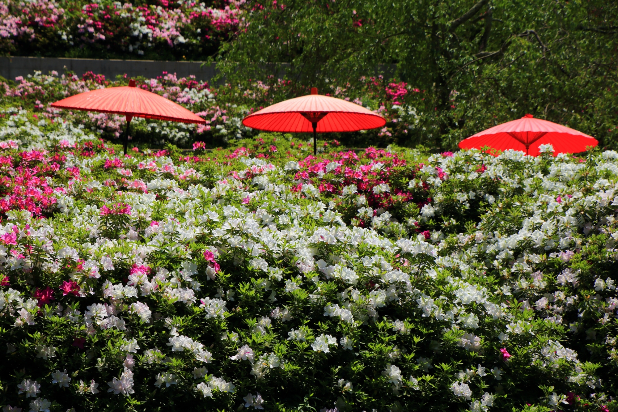 三室戸寺の赤い傘を華やぐ爽やかな白いツツジの花