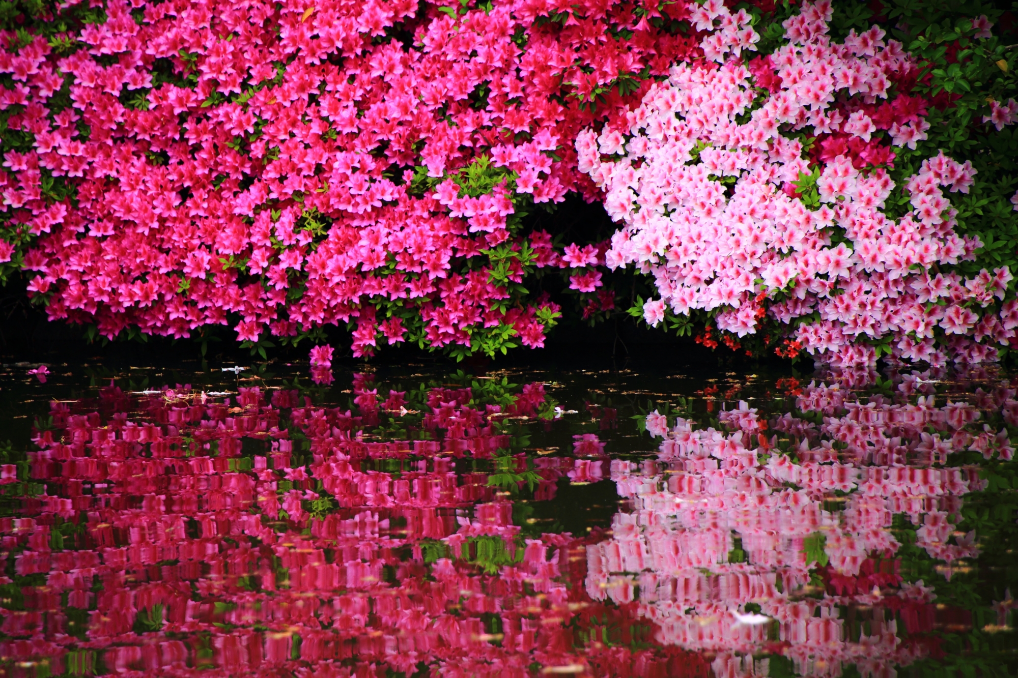 神泉苑の煌くツツジと絶品の春の水鏡