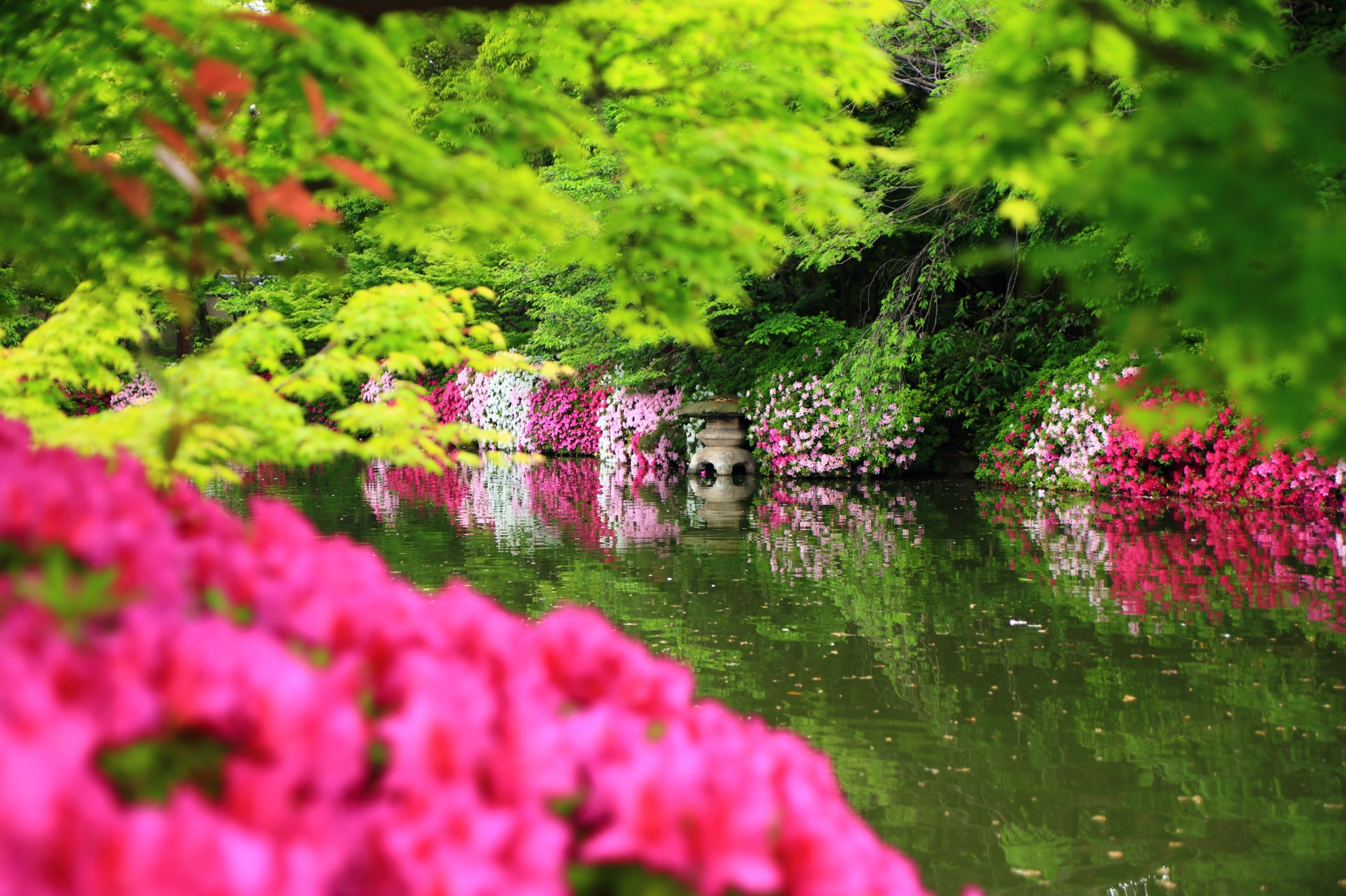 神泉苑の眩い緑につつまれる鮮やかな色とりどりのツツジ