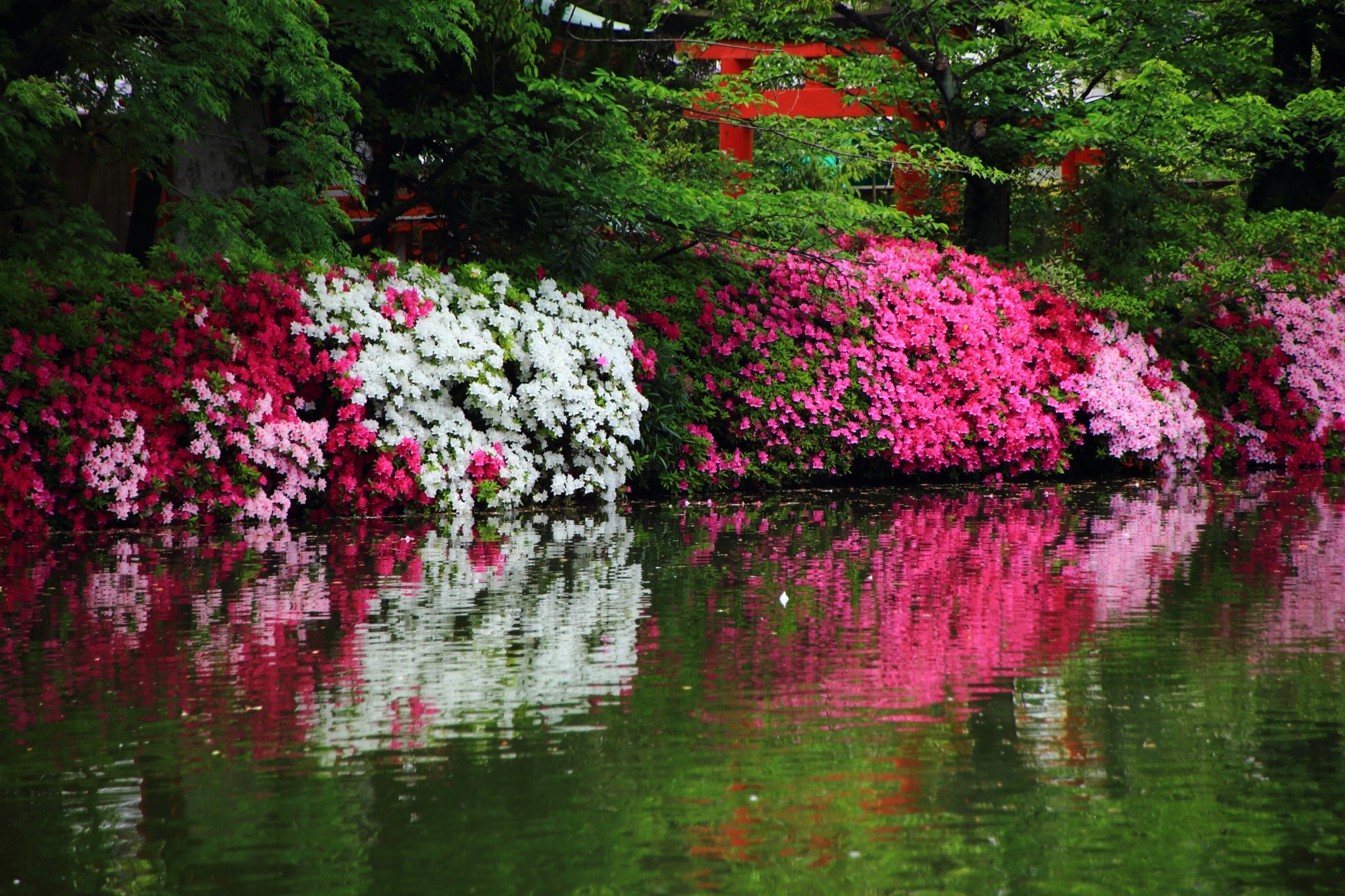 神泉苑独特の水辺に咲き誇る色とりどりのツツジ
