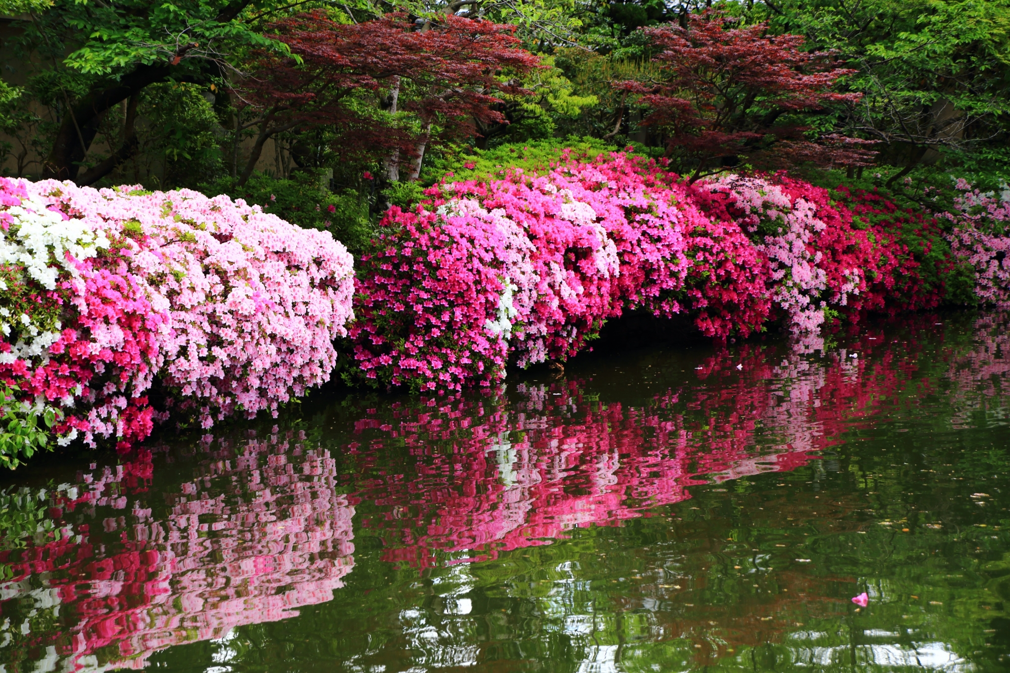 神泉苑の素晴らしすぎるツツジと春の情景