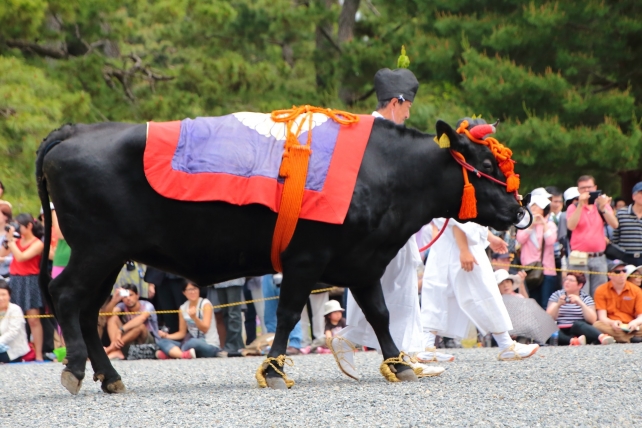 葵祭の本列の牛車（ぎっしゃ）の控えの牛さん