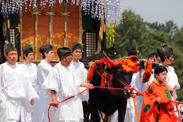 葵祭の行列の豪華な牛車（ぎっしゃ）