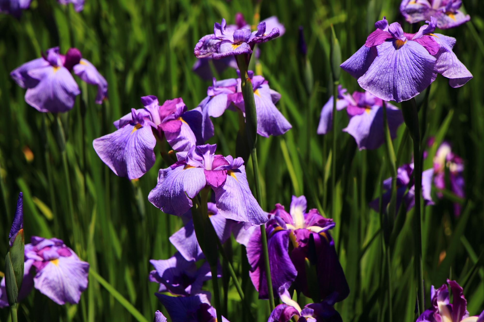 梅宮大社に咲き揃う淡い紫色の花菖蒲
