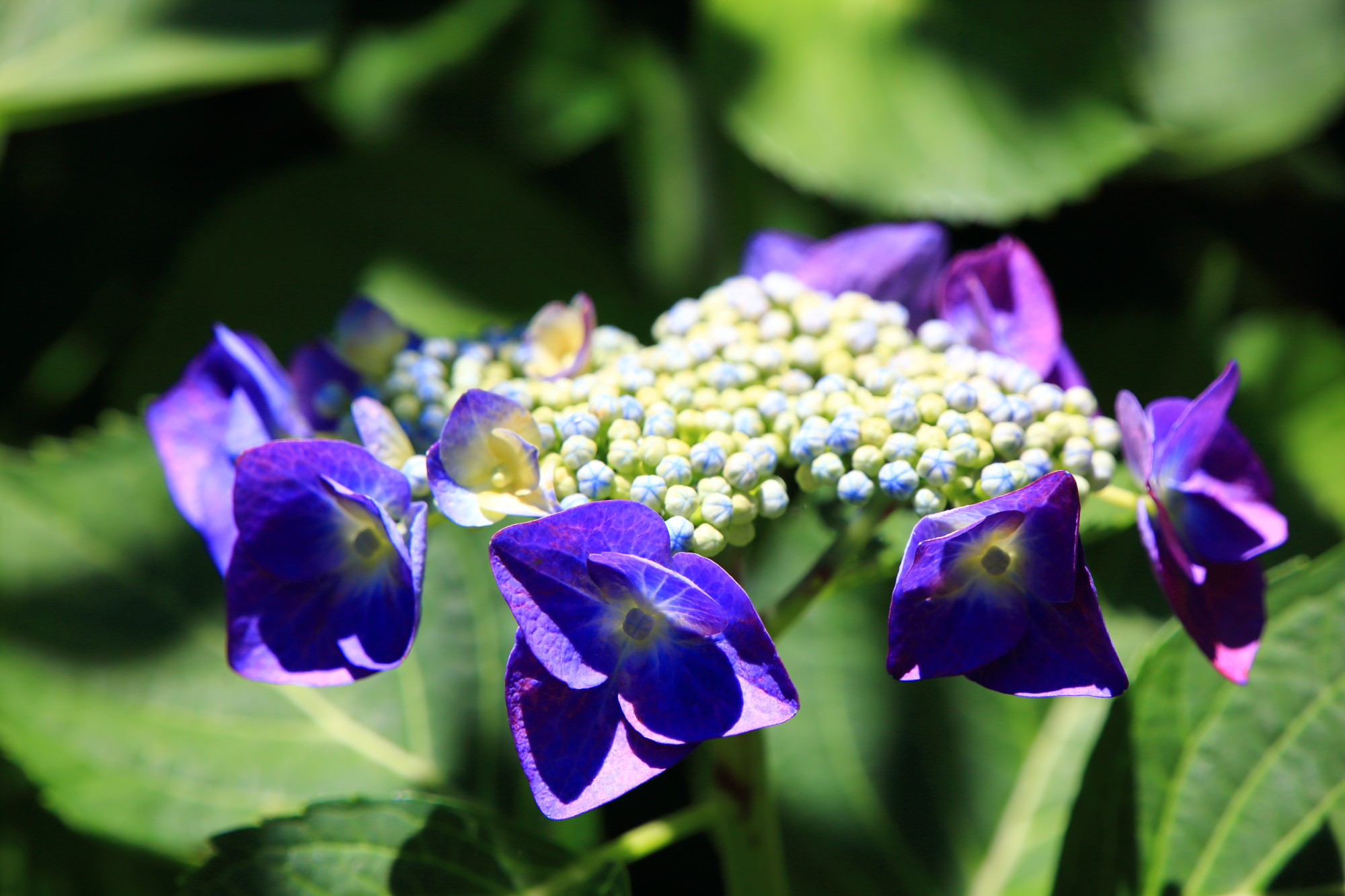 梅宮大社の艶やかな色合いの額紫陽花