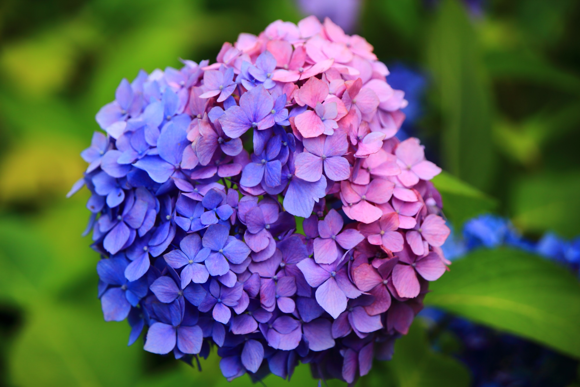 青と紫とピンクの３色の見事な紫陽花