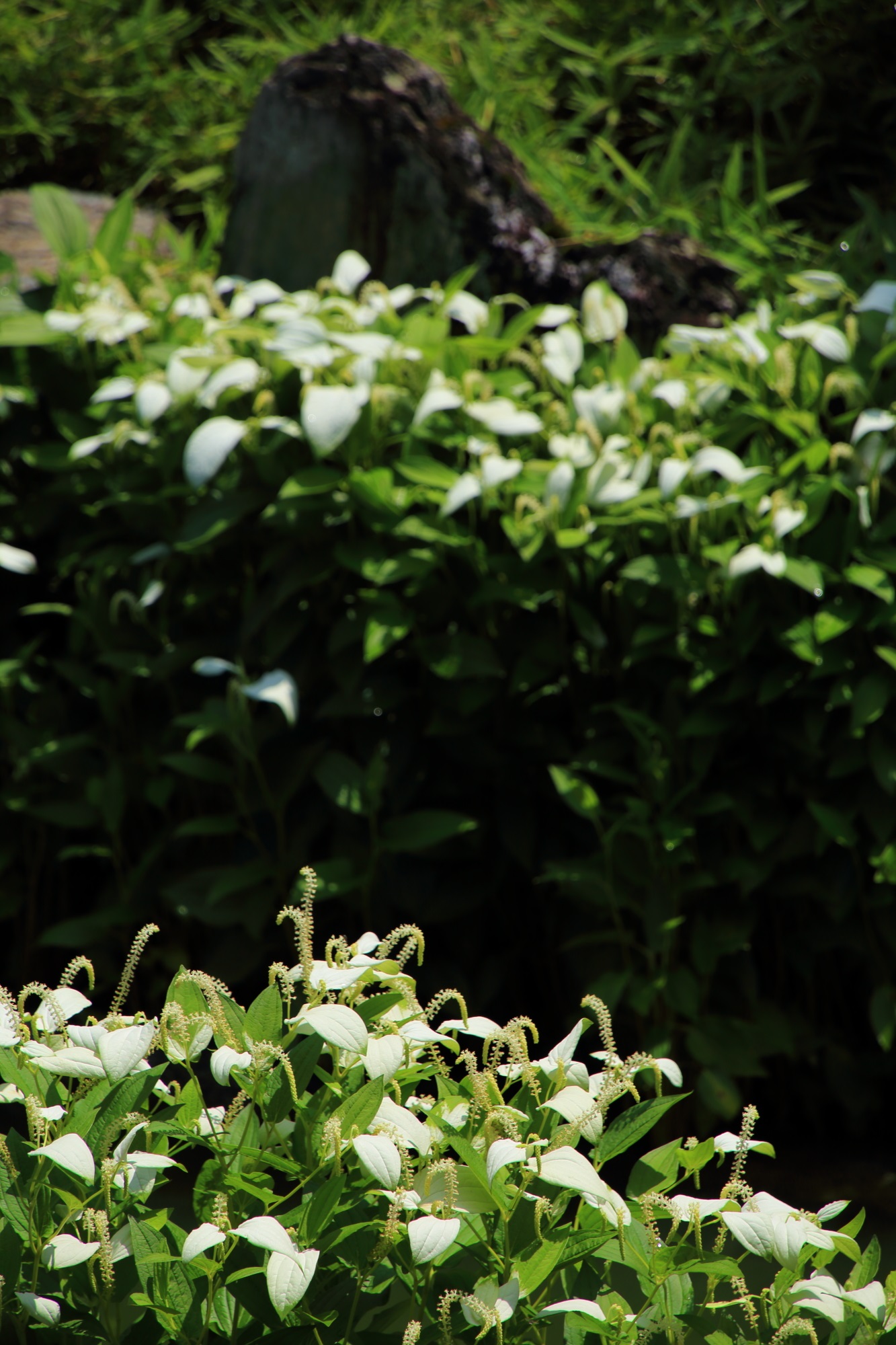 建仁寺塔頭の両足院の書院前庭園の緑の上で華やぐ白い半夏生