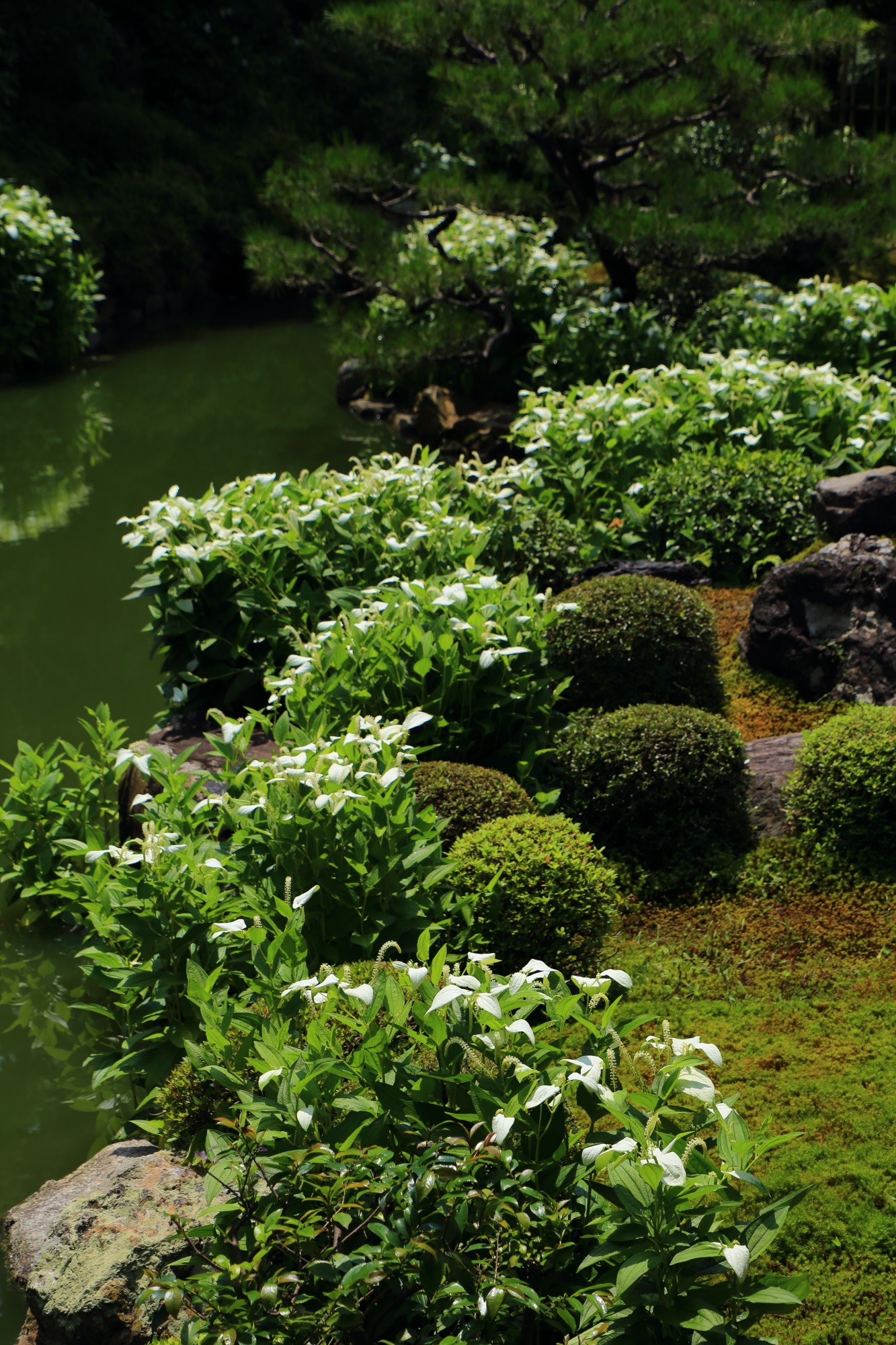 美しい白と緑につつまれる６月から７月にかけての建仁寺両足院