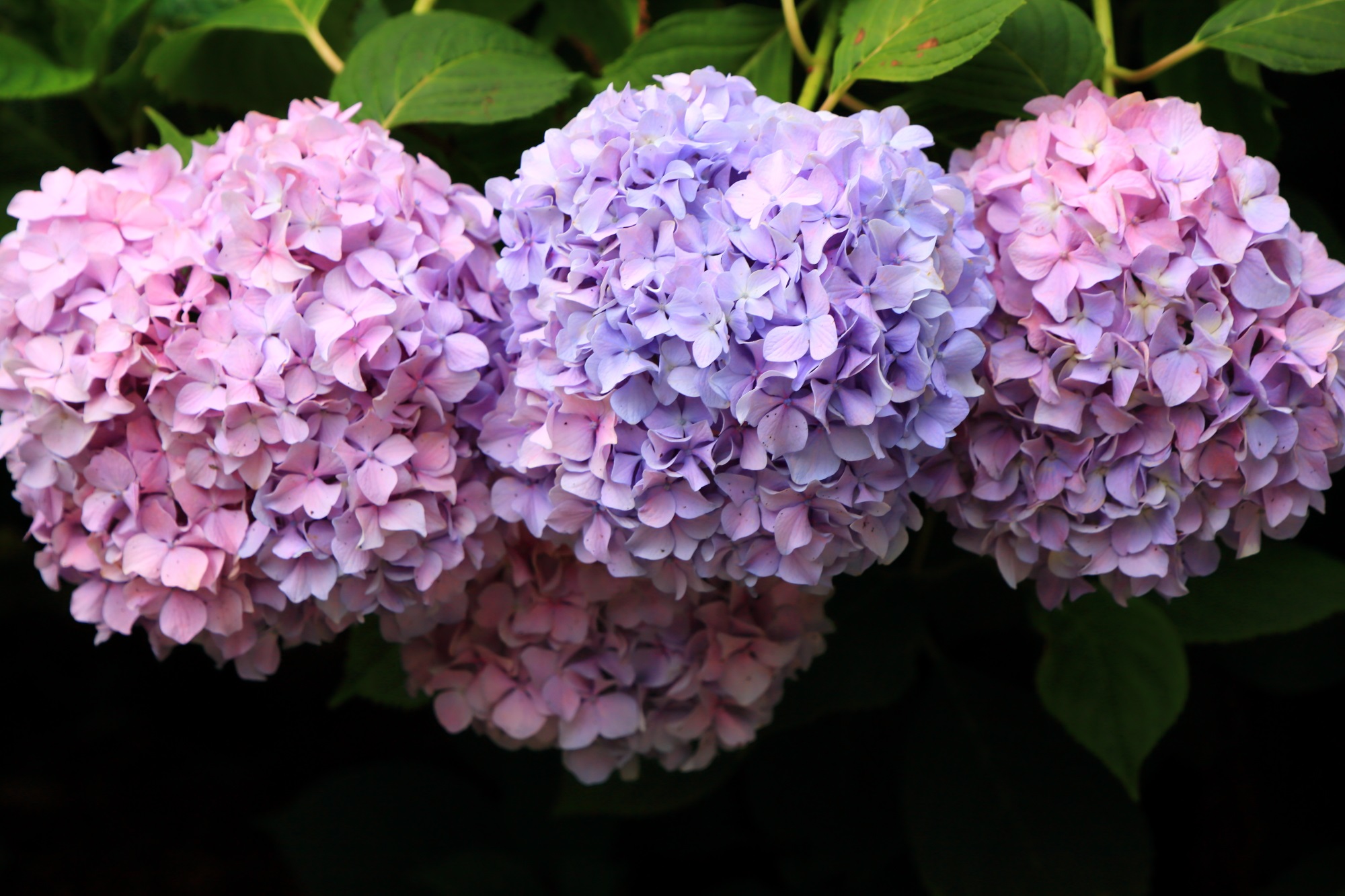 三室戸寺の三つ子のように咲きそろう見事な紫陽花